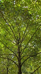 Close up of mangosteen tree in the garden at Mekong Delta Vietnam.