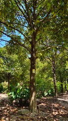Close up of mangosteen tree in the garden at Mekong Delta Vietnam.
