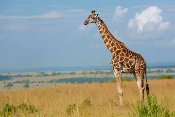 giraffe on savannah, nature photography..