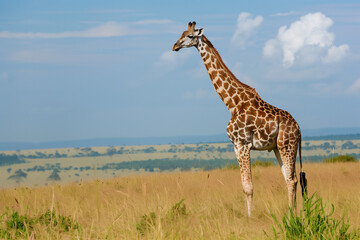 Obraz premium giraffe on savannah, nature photography..