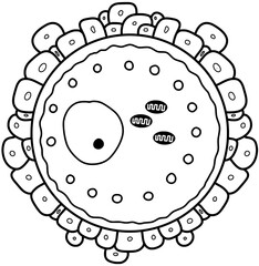 Human egg cell structure vector by hand drawn	
