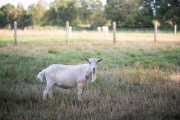 Weiße Ziege auf der Wiese
