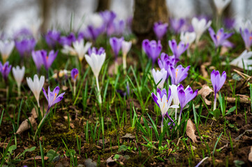 The arrival of spring. Crocus flowers in the forest. explosion of colors.