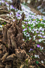 The arrival of spring. Crocus flowers in the forest. explosion of colors.