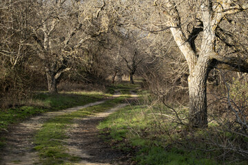 Path in the forest