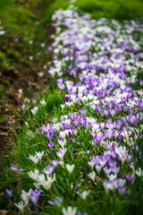 Obraz premium The arrival of spring. Crocus flowers in the forest. explosion of colors.