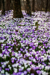 Naklejka premium The arrival of spring. Crocus flowers in the forest. explosion of colors.