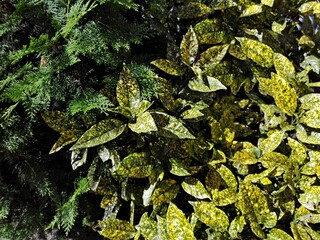 Aucuba japonica or Japanese Bush shrub with yellow spotted leaves in Batumi park as background or wallpaper. Aucuba japonica and Cypress cedar tree branch green shrub background. Evergreen background.