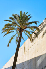 Palm trees in the city. Selective focus