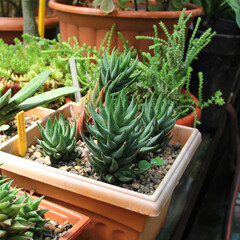Haworthia coarctata. Haworthia close-up. succulent in a flowerpot close-up. Haworthia succulent. Haworthia collection.