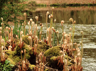 unrolling ferns in the Arboretum, Kalmthout, Belgium