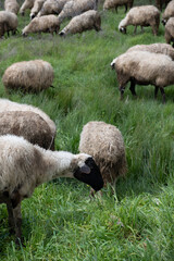 Naklejka premium View of white sheep grazing on the green field