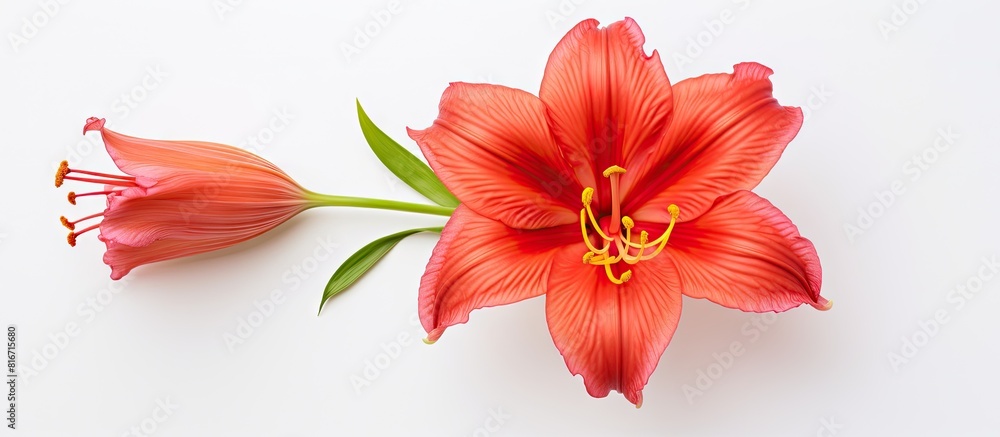Poster The top view of a Red Magic daylily on a white background provides plenty of copy space for text in this flat lay image