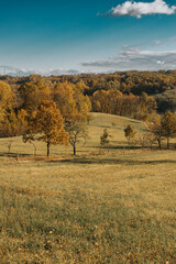 Fototapeta premium Scenic landscape featuring a grassy meadow and lush trees