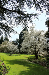 White blossom in the arboretum, Belgium