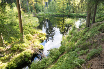Tranquil scene of a small pond in a lush, verdant forest