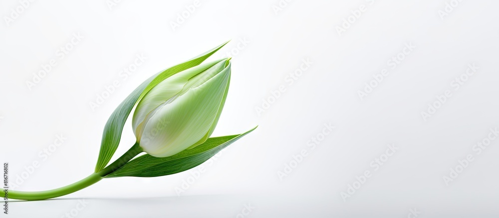 Aufkleber A single green leaf of a tulip stands alone against a clean white background creating the perfect copy space image