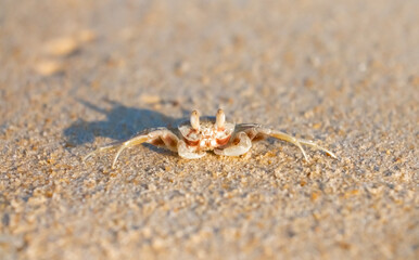 A crab on the beach is running on the white sand. Exotic animals in the resorts of tropical islands. The concept of a beach holiday in the tropics.