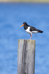 Oystercatcher sitting on the pier
