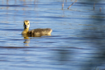 Young cute Canada goose