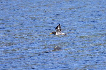 Oystercatcher flies over the water
