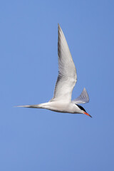 Common tern flying over water