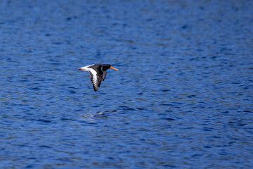 Oystercatcher flies over the water