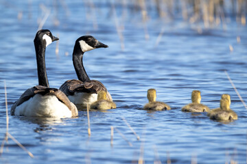 Canada geese with chicks
