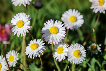Summer meadow with white daisy flowers and green grass