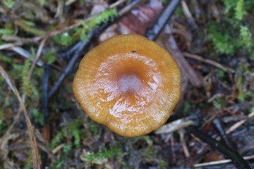 Rhodophana nitellina, also called Rhodocybe nitellina, wild mushroom from Finland, no common English name