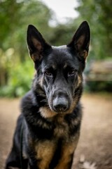 Vertical closeup shot of an adorable German Shepherd dog