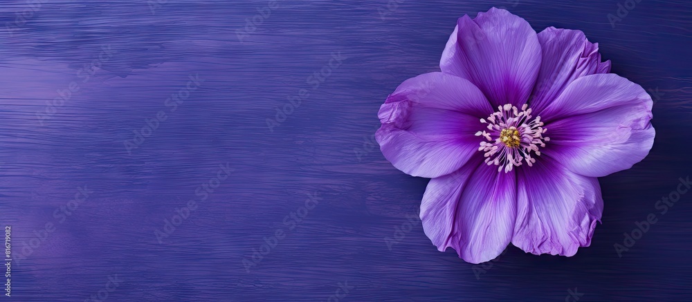 Poster top down view of an artistic ink background showcasing a stunning purple buttercup flower providing 