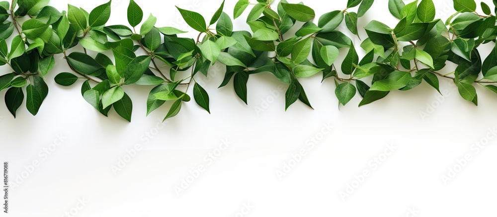 Poster a copy space image showcasing a collection of green leaves against a white backdrop