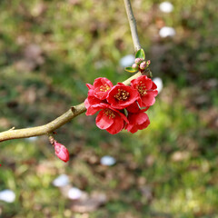 red flower in the arboretum