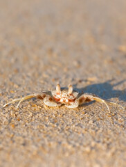 A crab on the beach is running on the white sand. Exotic animals in the resorts of tropical islands. The concept of a beach holiday in the tropics.