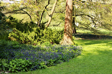 Spring in the arboretum, Belgium