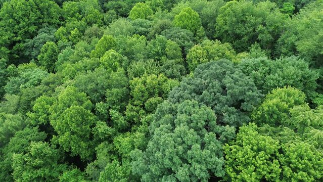 Aerial footage of dense green trees near to the residential suburb in Oak Grove, Durham County, USA