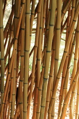 Bamboo in the arboretum, Belgium