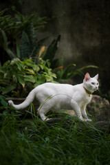 cat on the grass