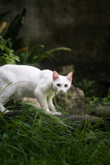 cat on the grass