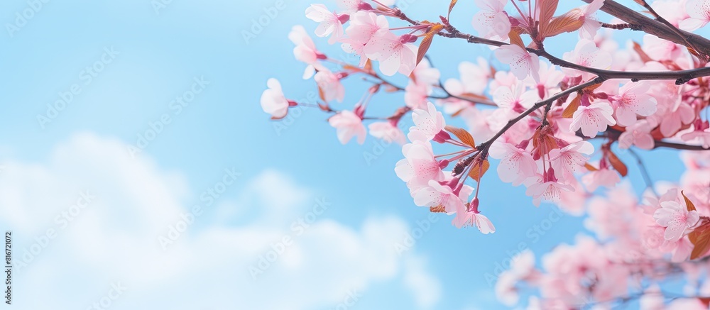 Poster in spring under a sunny blue sky stunning pink cherry blossoms sakura bloom in full creating a capti