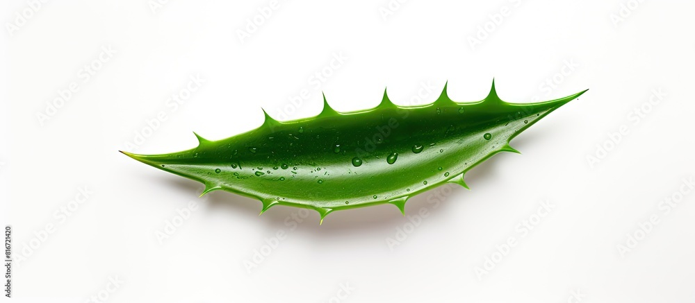 Poster top view of a fresh aloe vera plant with green leaves isolated on a white background a copy space im