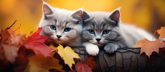 In a top view portrait two exquisite gray cats rest on the colorful autumn foliage in a captivating copy space image