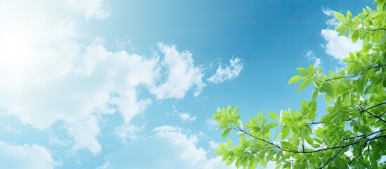 Sunny day with blue sky featuring tree branches adorned with green leaves perfect for a picturesque copy space image