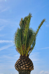 Trimmed top of a palm tree. Coconut tree. Palm tree on blue sky. Selective focus