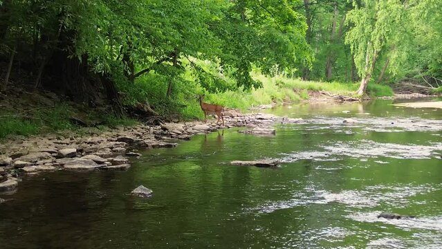 Drone footage of a deer standing on the bank of the Big Creek in Shawnee National Forest in Illinois