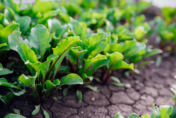 Red beetroot, fresh sprouts and young leaves in the garden. Vegetables, herbs and micro-greens. Also beets, canteen, garden or red beets. Gardening.
