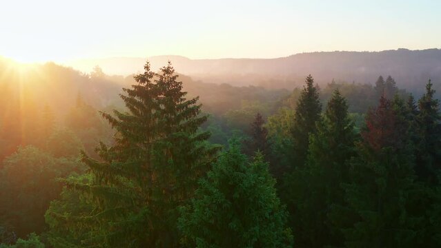 Drone footage of an evergreen trees in a forest with sunset scene over green hills in the background
