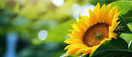 A stunning yellow sunflower with vibrant green leaves peeping through its petals Perfect for wallpapers or creating copy space images in spring or summer