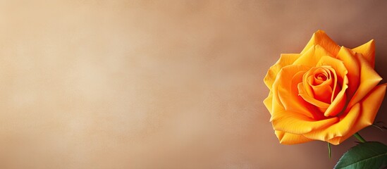 A square stylish and textured paper background featuring a copy space image adorned with a vibrant yellow and orange rose